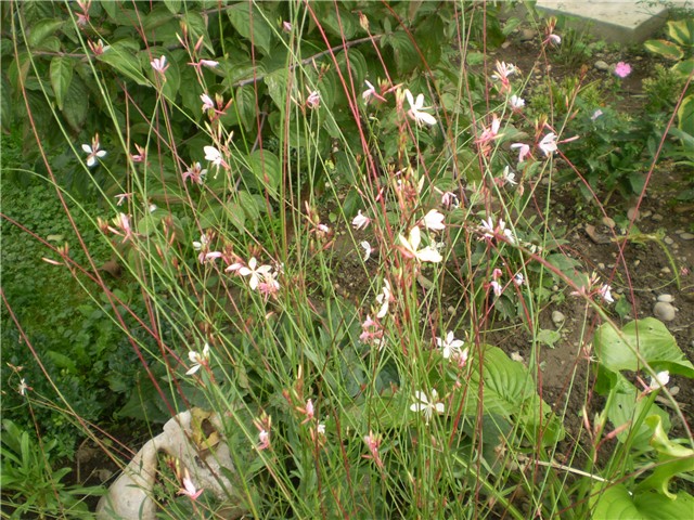 gaura